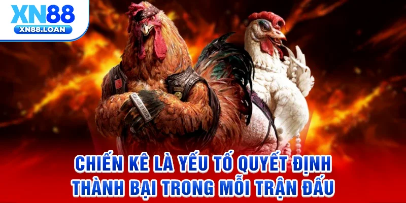 Chiến kê là yếu tố quyết định thành bại trong mỗi trận đấu