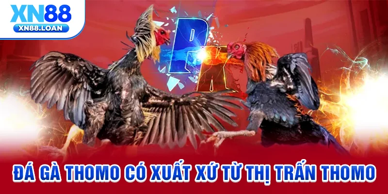 Đá gà Thomo có xuất xứ từ thị trấn Thomo