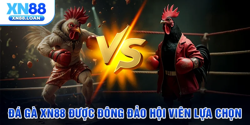 Đá gà XN88 được đông đảo hội viên lựa chọn