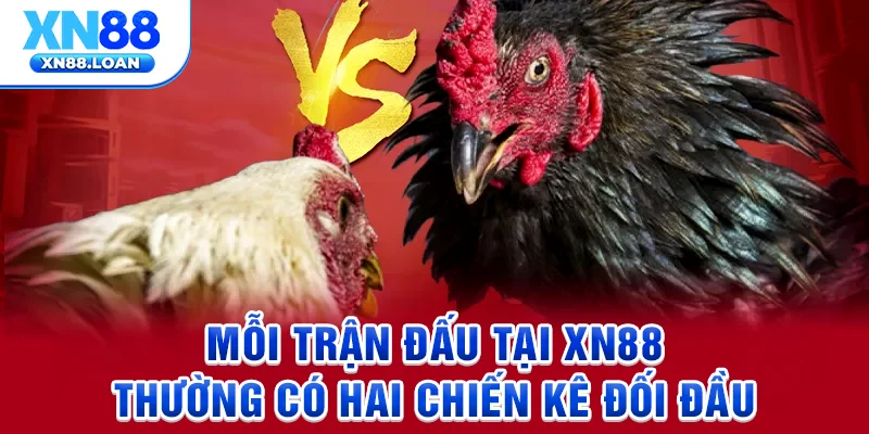 Mỗi trận đấu tại XN88 thường có hai chiến kê đối đầu