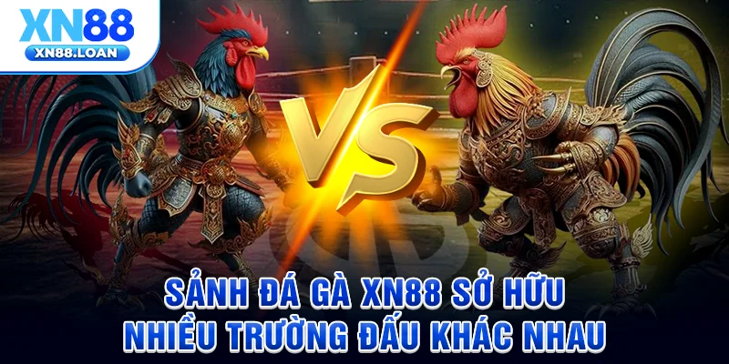 Sảnh đá gà XN88 sở hữu nhiều trường đấu khác nhau
